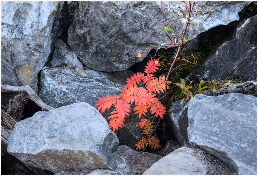 photo "Has made the way" tags: nature, landscape, flowers, mountains