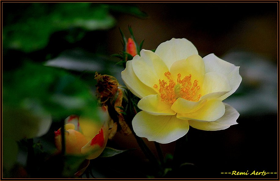 фото "a nice day for you !!!" метки: природа, макро и крупный план, цветы