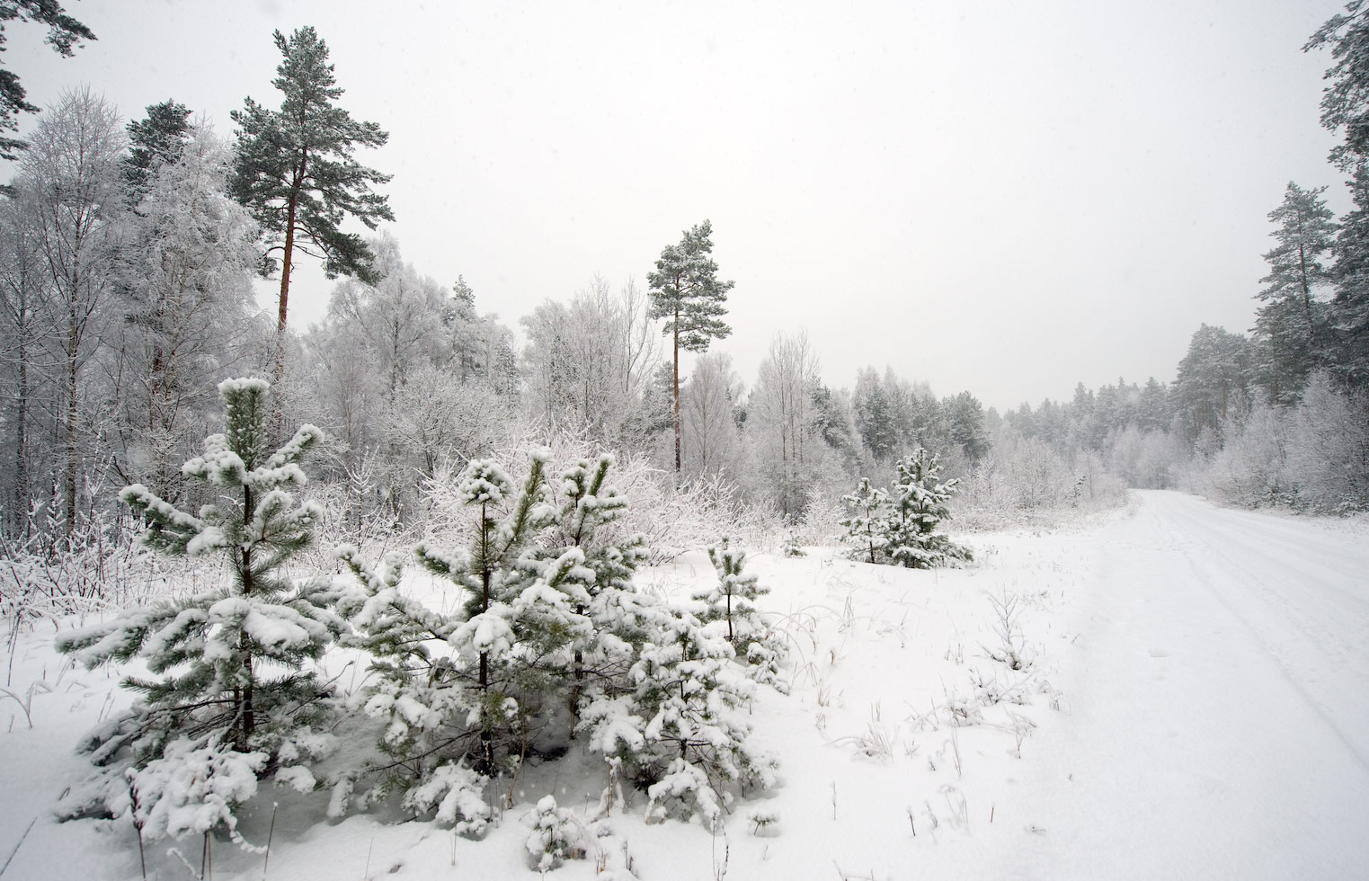 photo "'" tags: landscape, forest, winter