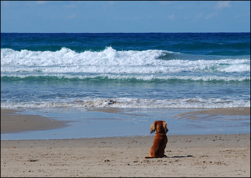 photo ""Рыжик и Море.(История в нескольких фотографиях)" tags: landscape, nature, pets/farm animals, water