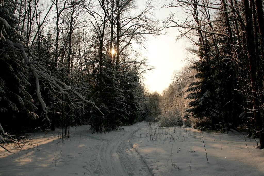 фото "февральская сакура" метки: пейзаж, зима, лес