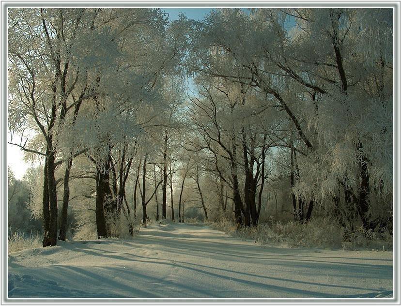 фото "Wood" метки: пейзаж, зима, лес