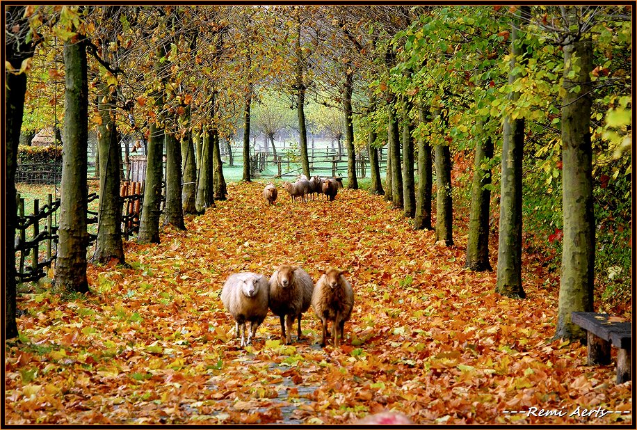 photo "please wait for the photographer" tags: nature, landscape, autumn, pets/farm animals