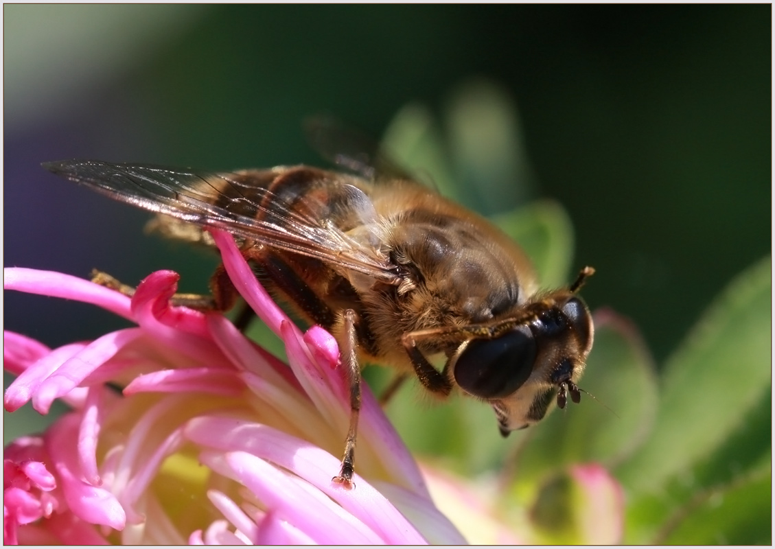 photo "***" tags: macro and close-up, nature, insect