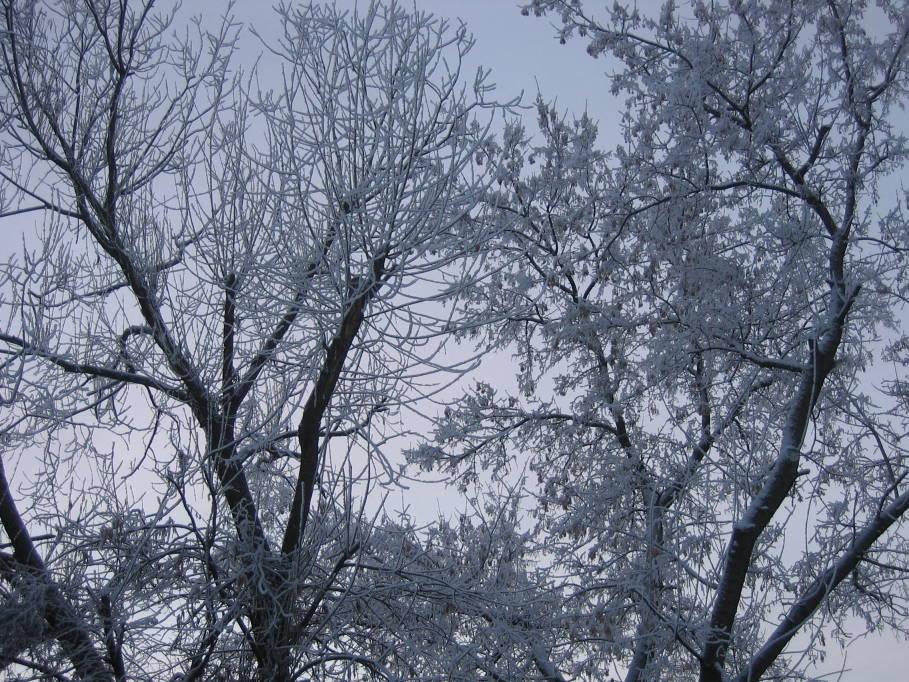 фото "Утренний иней" метки: пейзаж, зима