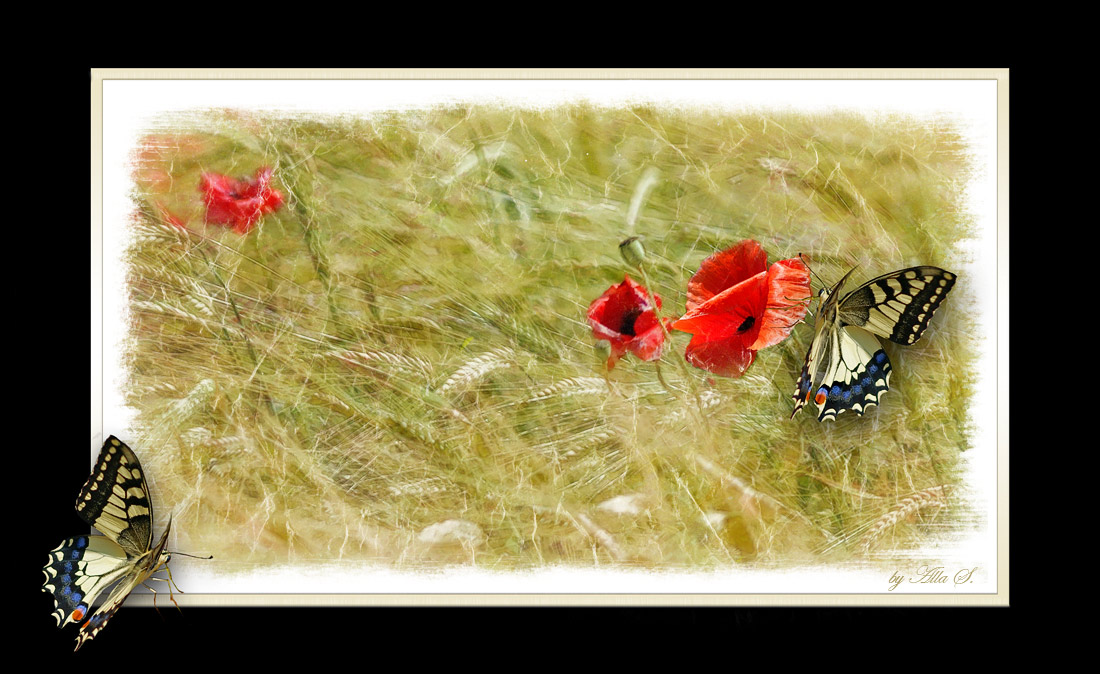 photo "***" tags: montage, nature, 