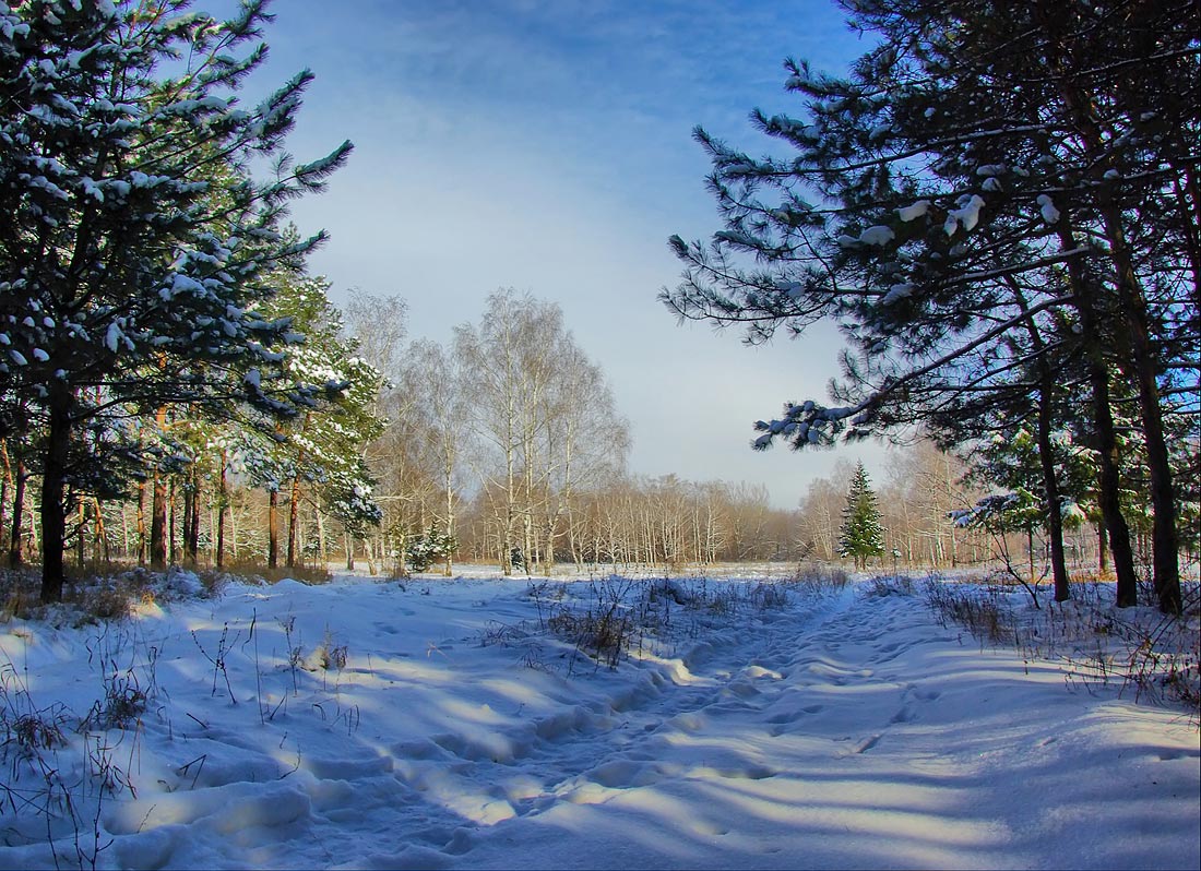 фото "В лесу родилась ёлочка" метки: пейзаж, зима, лес