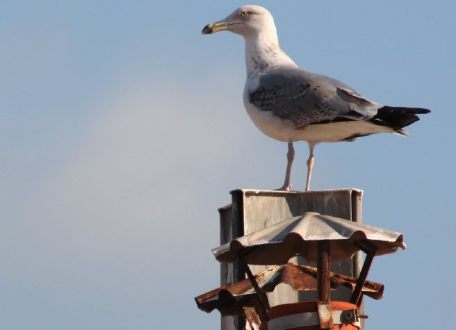 photo "seagull" tags: nature, pets/farm animals