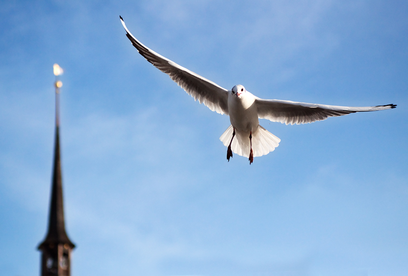 photo "Seagull in flight" tags: nature, wild animals