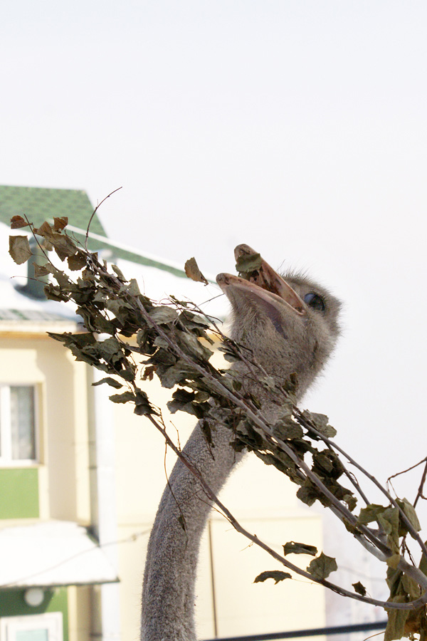 photo "***" tags: nature, humor, wild animals