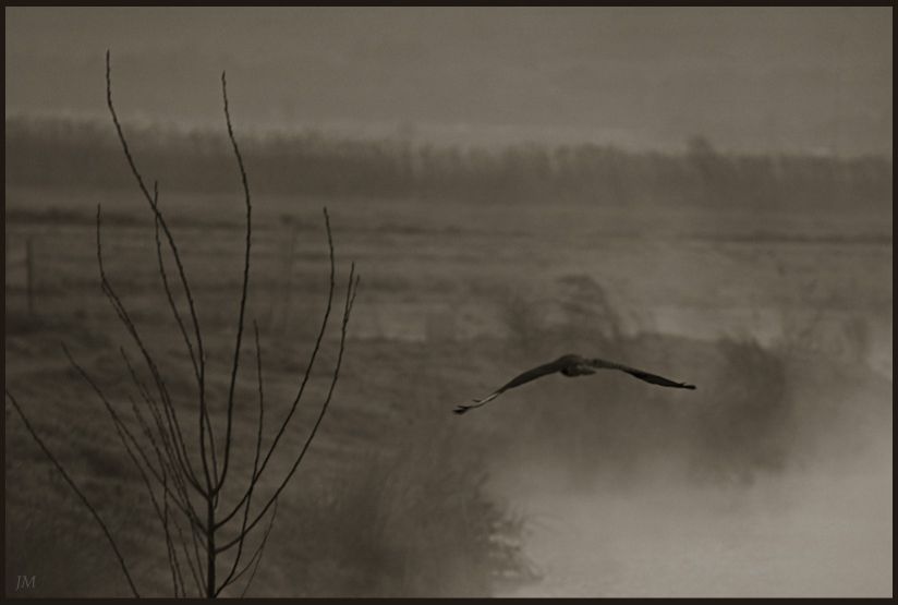 фото "Hula valley" метки: пейзаж, природа, дикие животные, зима