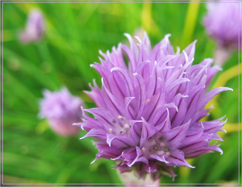 photo "Colors of summer" tags: nature, macro and close-up, flowers