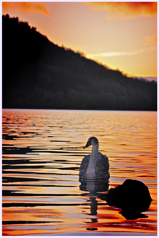 фото "SWAN AT DUSK" метки: пейзаж, вода, закат