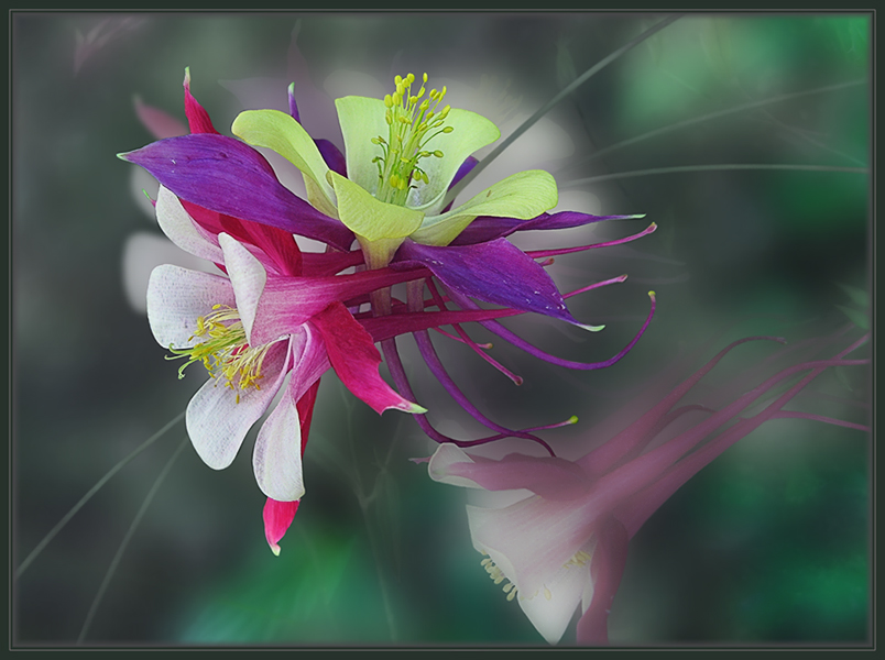 photo "tissue of destiny" tags: nature, flowers