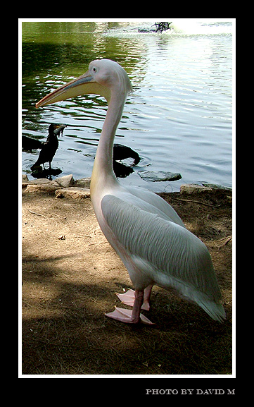 photo "***" tags: nature, wild animals