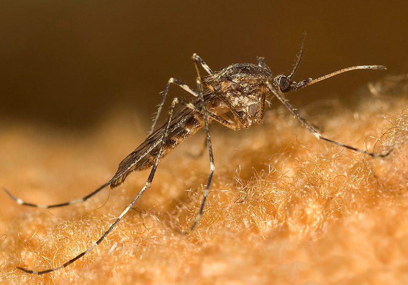photo "mosquito" tags: nature, macro and close-up, insect