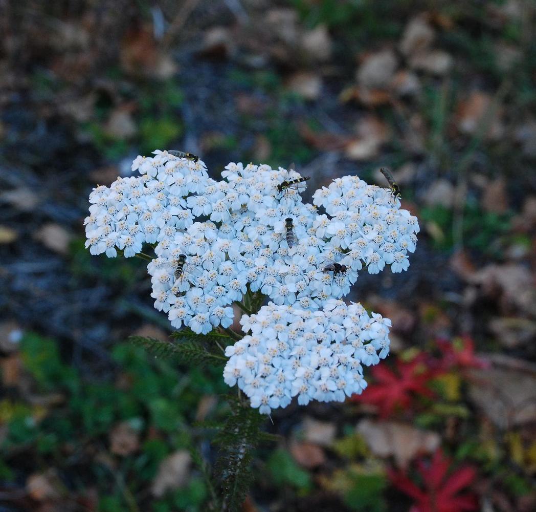 photo "***" tags: macro and close-up, 