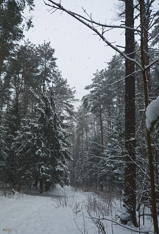 фото "Снегопад в Валентинов день" метки: пейзаж, зима, лес