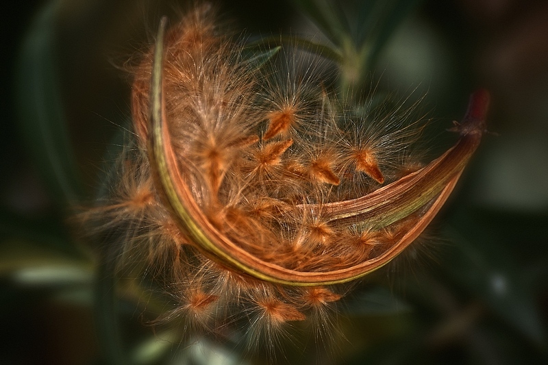 photo "***" tags: nature, flowers