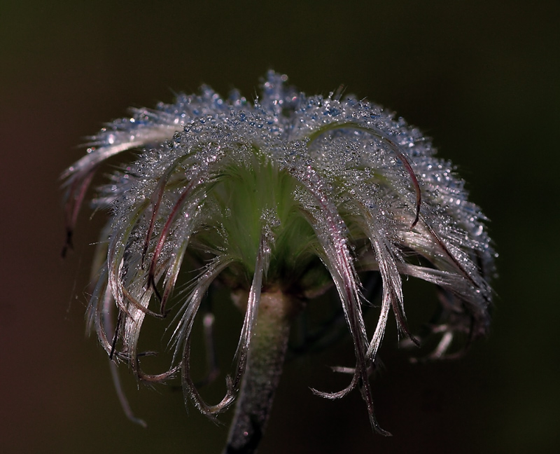 photo "***" tags: nature, macro and close-up, flowers