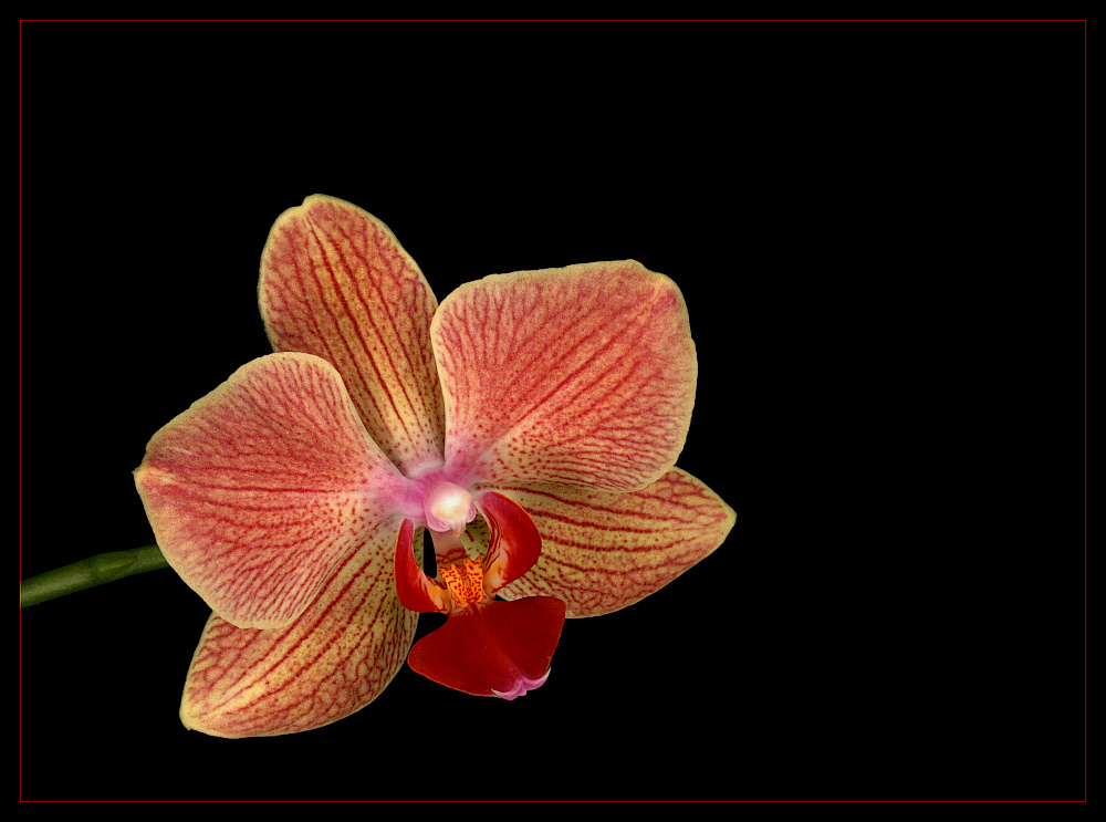 фото "Valientinsday" метки: природа, цветы