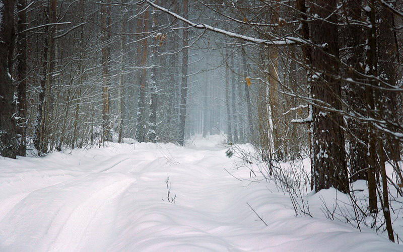 фото "Лесная дорога" метки: пейзаж, зима, лес
