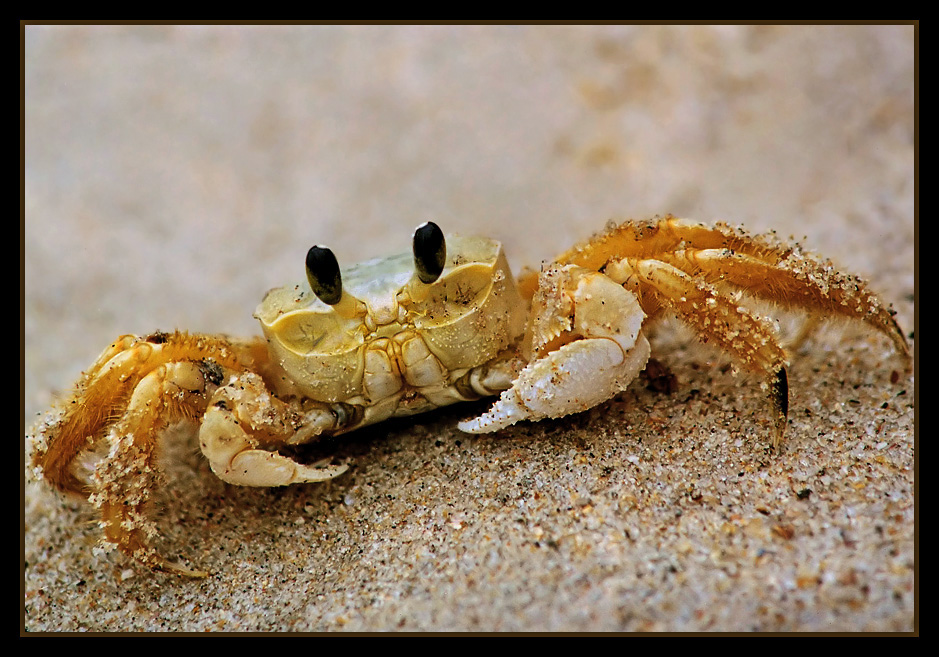 photo "Look at my eyes..." tags: macro and close-up, 