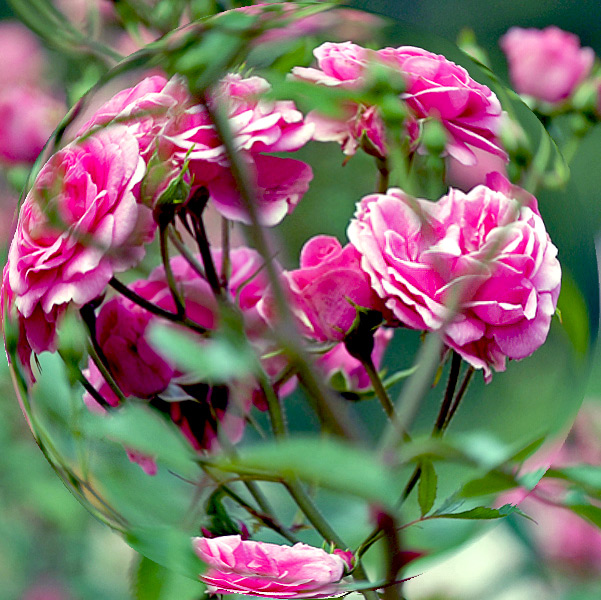 photo "The Magic of the Roses." tags: nature, flowers