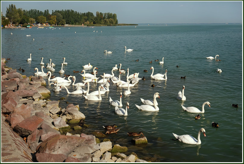 фото "Лебeдиное озеро" метки: пейзаж, путешествия, Европа, вода