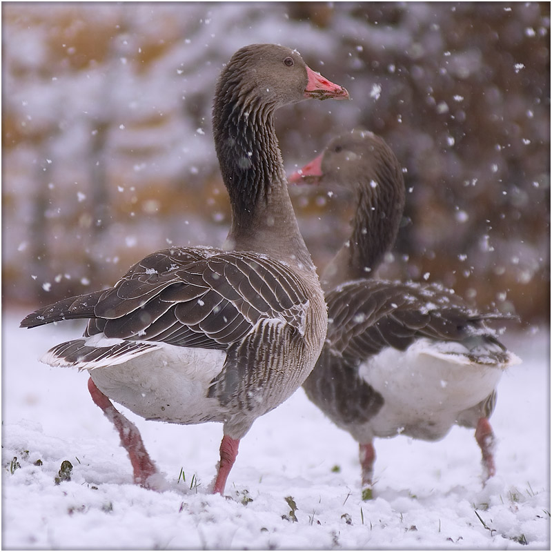 photo "***" tags: nature, wild animals