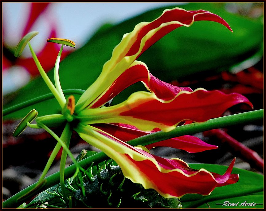 photo "i like flowers" tags: nature, macro and close-up, flowers