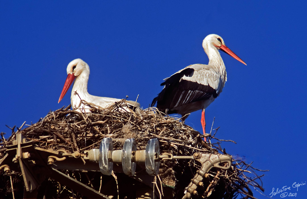 photo "Storks" tags: nature, wild animals
