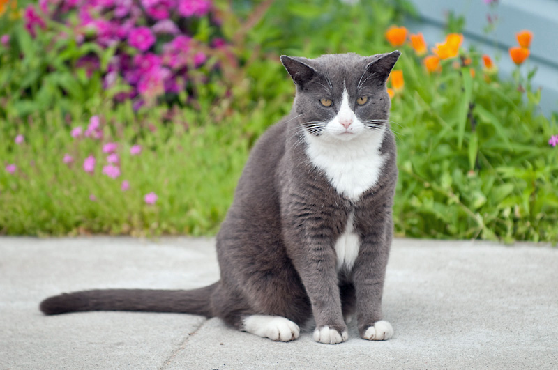 photo "Very serious cat" tags: nature, pets/farm animals