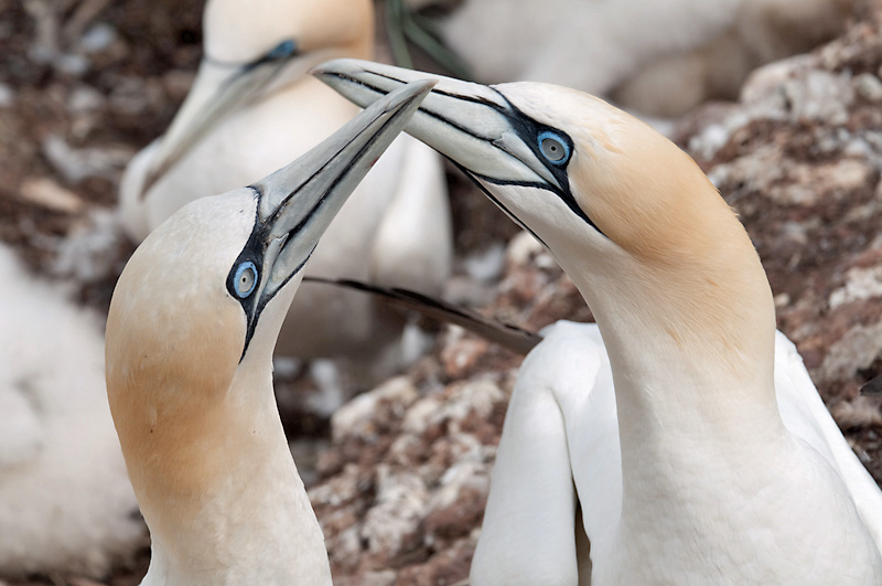 photo "two out of so many" tags: nature, travel, North America, wild animals