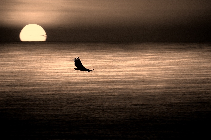photo "bird in sunset light" tags: landscape, nature, sunset, wild animals