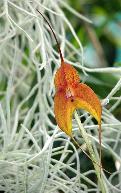 photo "Masdevallia.Cuzco Gold." tags: nature, flowers