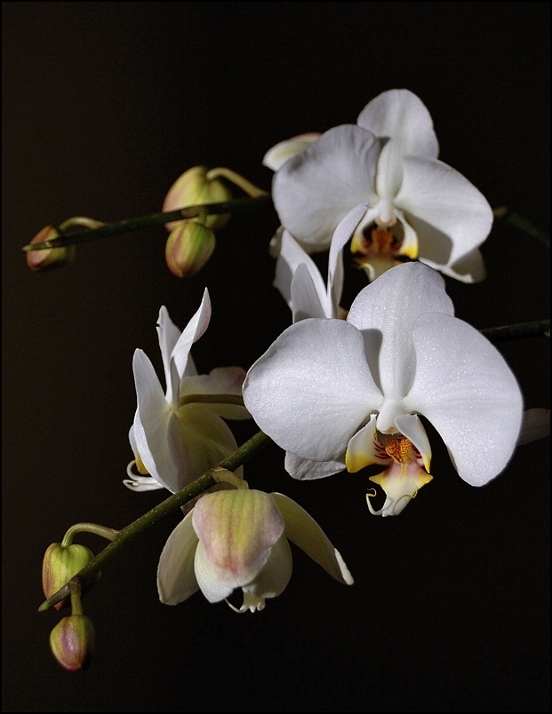photo "two sisters" tags: nature, still life, flowers