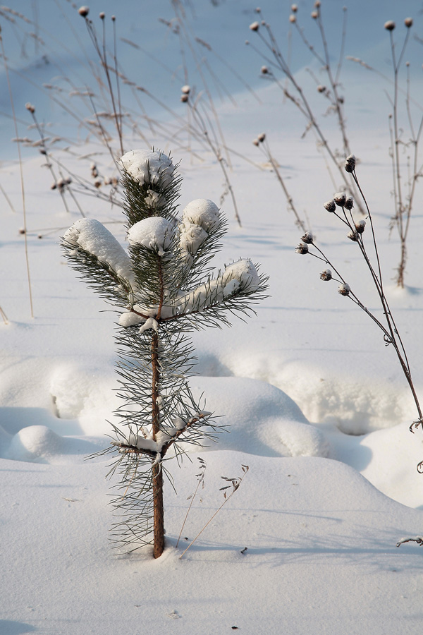 photo "***" tags: landscape, winter
