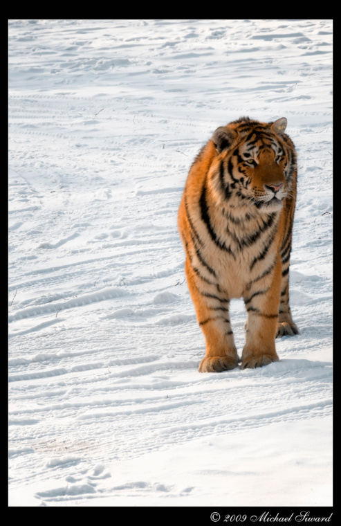 photo "Silent Hunter" tags: nature, landscape, wild animals, winter