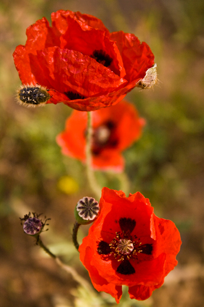 photo "***" tags: nature, flowers, insect