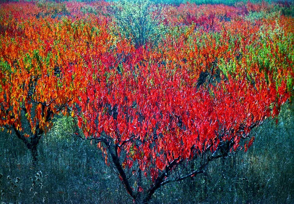 фото "персиковый сад" метки: пейзаж, осень