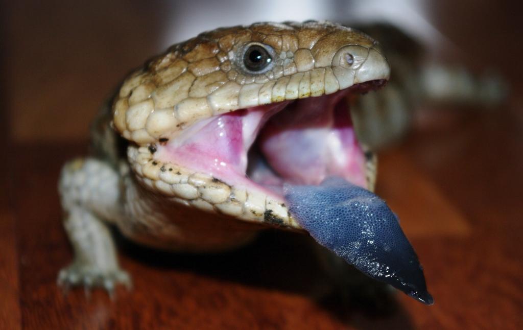 photo "Bluetongue lizard" tags: nature, wild animals