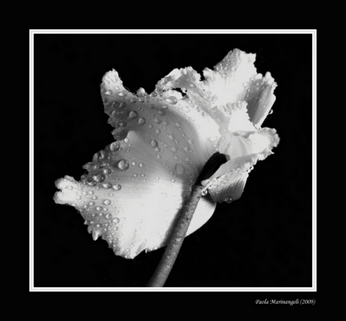 photo "Cyclamen in Black and White" tags: black&white, nature, flowers