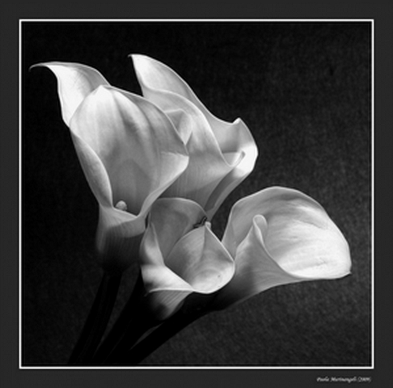 photo "Callas in White" tags: black&white, nature, flowers