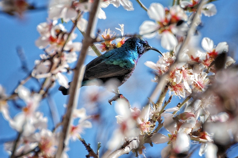 photo "***" tags: nature, flowers, wild animals