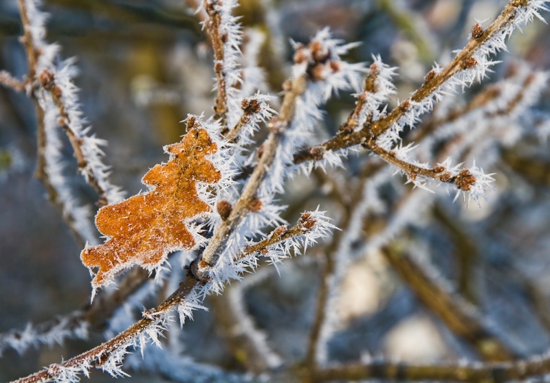 photo "Winter" tags: landscape, 