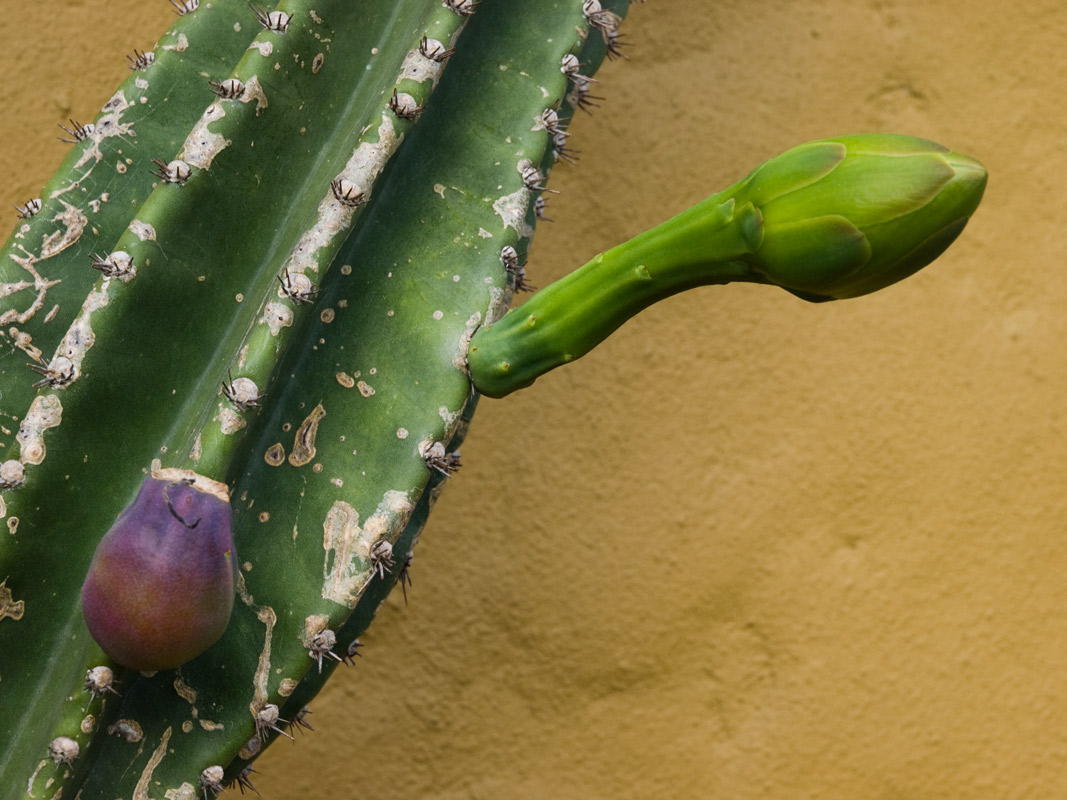 photo "The Conceptual Cactus" tags: , 