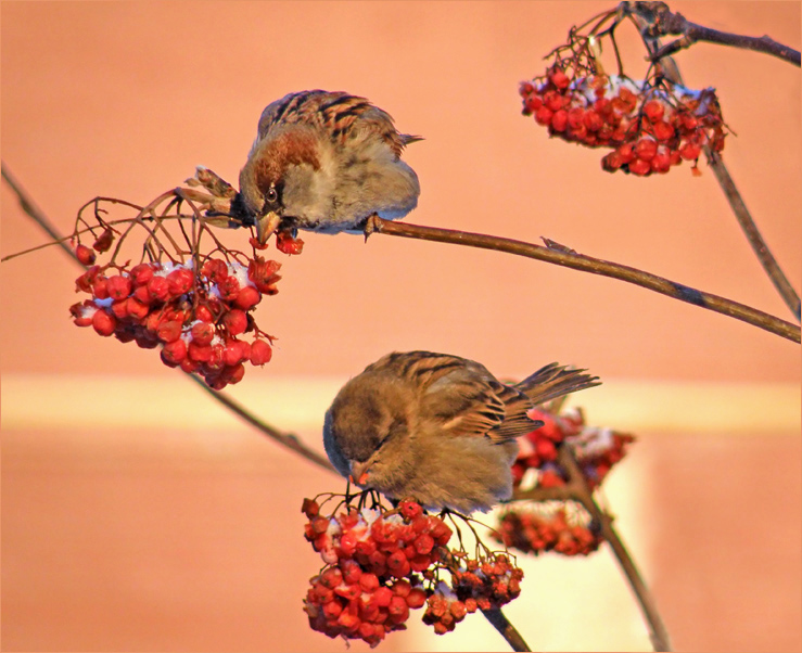 photo "Winter sparrows" tags: nature, wild animals