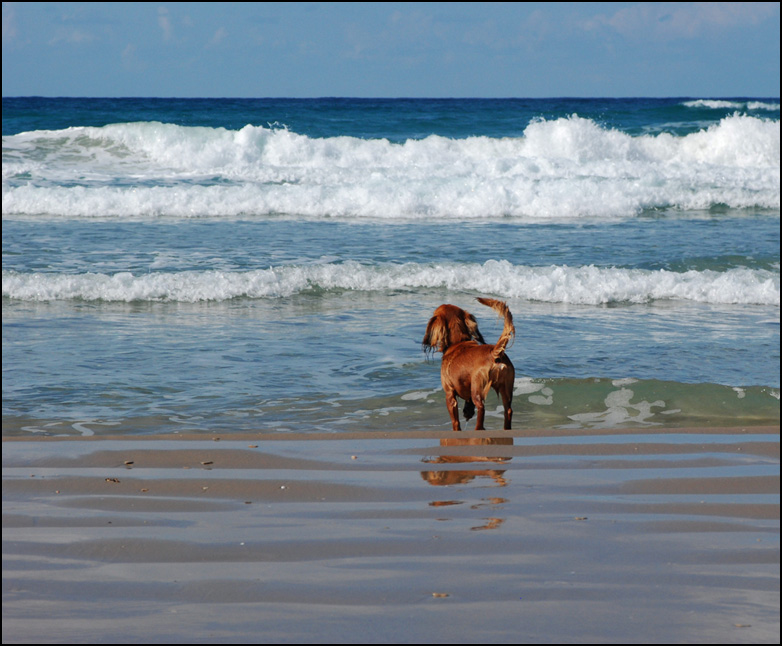 photo "Rizhik and The Sea (the end of the story)" tags: landscape, nature, pets/farm animals, water
