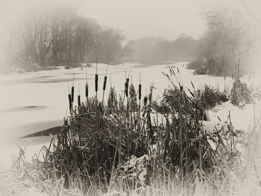 photo "***" tags: landscape, black&white, winter